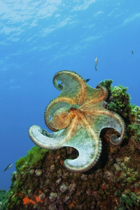 This octopus shows me how to dance flamenco. A really goo... by Roland Bach 